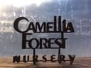 Camellia Forest Nursery